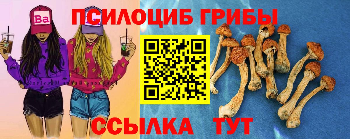 Псилоцибиновые грибы Psilocybe Клинцы